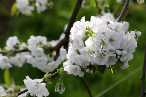 Kersen Bouwmans Fruit